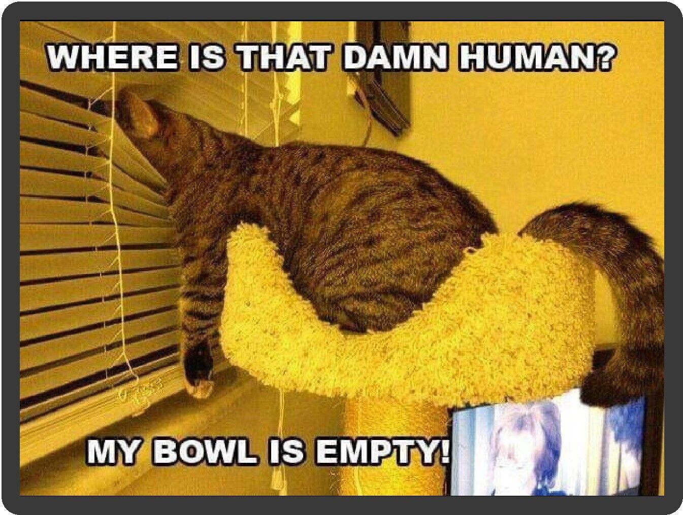Funny Cat Humor My Bowl Is Empty Refrigerator Magnet